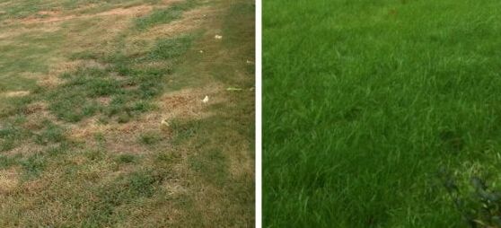 before and after lawn aeration