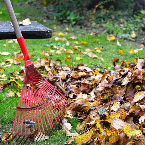 raking yard with leaves