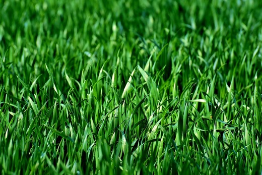 dark green aerated grass