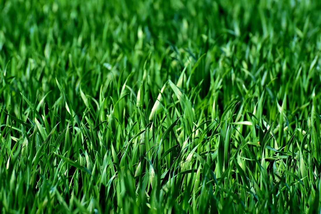 Up close view of lawn aerated